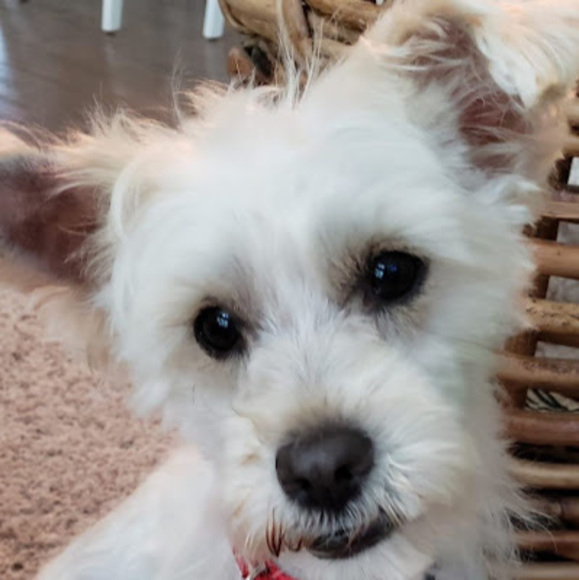 Meet your Posher, Christine - Picture 1 of 1